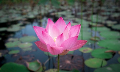 带花的黄瓜吃法视频-带花的黄瓜吃法网 :分享带花的小黄瓜怎么做好吃-带花的黄瓜不能吃是真的吗知识