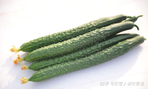 黄瓜带花图片-带花的黄瓜吃法网 :分享带花的小黄瓜怎么做好吃-带花的黄瓜不能吃是真的吗知识
